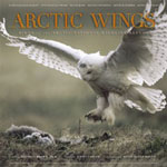 Arctic Wings