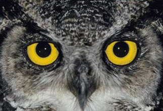 owl eyes