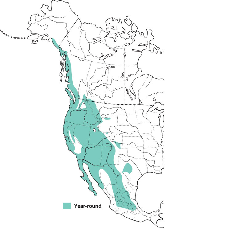 Snowy Owl Range Map Western Screech Owl Range Map