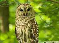 Barred Owl