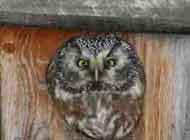Boreal Owl
