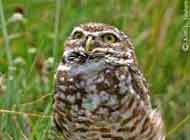 Burrowing Owl
