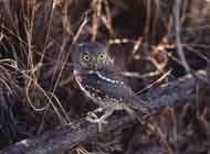 Elf Owl