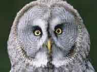 Great Grey Owl