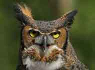 Great Horned Owl