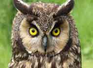 Long-Eared Owl