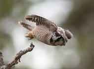 northern hawk owl