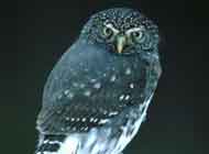 Northern Pygmy Owl