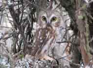 Northern Saw-whet Owl