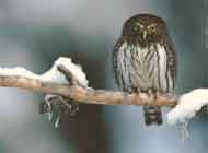 Northern Pygmy Owl