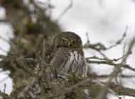 Ferruginous Pygmy Owl