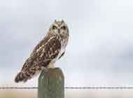 Short Eared Owl