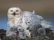 snowy owl