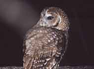 Spotted Owl