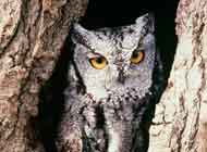 Western Screech Owl