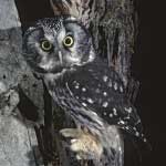 Boreal Owl