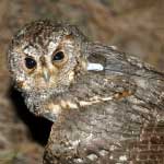 Flammunlated Owl