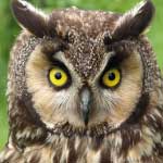 Long-eared Owl