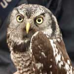 Northern Hawk Owl