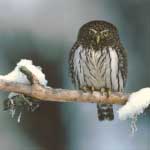 Northern Pygmy Owl