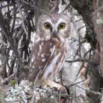 Northern Saw-whet Owl