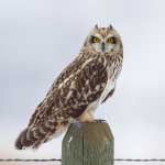 Short-eared Owl