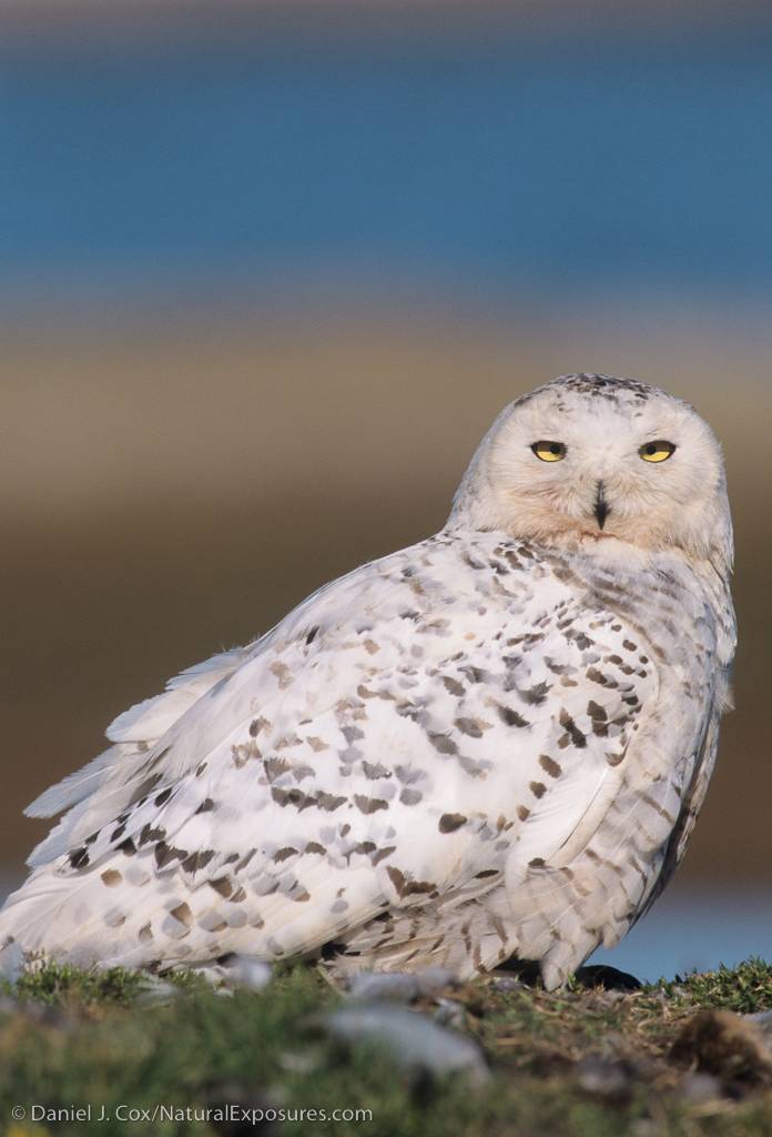 Snowy Owl