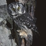 boreal-owl - 