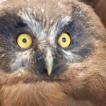 boreal-owl-chick - 