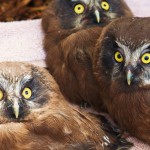 boreal-owl-chick2 - 