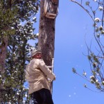 boreal-owl-nest-box - 