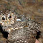 disc-cleansing-1088 - 