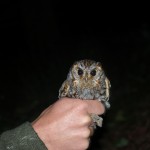 disc-cleansing-1094 - 