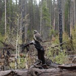 disc-cleansing-1068 - 