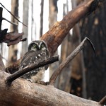 disc-cleansing-1079 - 