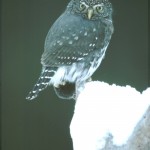 Northern Pygmy Owl
