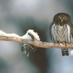 Northern Pygmy Owl - 