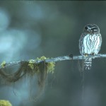 Northern Pygmy Owl - 