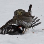 Northern Pygmy Owl - 
