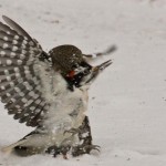 Northern Pygmy Owl - 