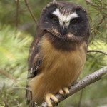 Northern Saw-whet Owl (Aegolius acadicus) fledgling in a forest. Montana