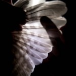 northern-saw-whet-owl3 - 