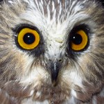 northern-saw-whet-owl4 - 