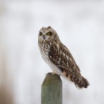 short-eared-owl1 short-eared-owl1 -