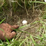short-eared-owl11 short-eared-owl11 -