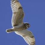 short-eared-owl2 short-eared-owl2 -