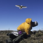 00674-08008 - Denver Holt at a nesting site about to be attacked by a Snowy Owl. Barrow, Alaska