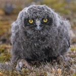 chick - Snowy Owl (Bubo scandiacus) downy-feathered chick with mosquitos around its eyes. Barrow, Alaska
