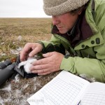 d178669 - Denver Holt checking a snowy owl (Bubo scandiacus) nest on the north slope in Alaska.
