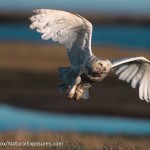 flying - Snowy Owl adult in flight. Barrow, Alaska